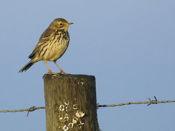 Niittykirvinen, Meadow Pipit, Anthus pratensis